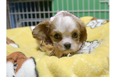 成約済の埼玉県のキャバリアキングチャールズスパニエル-54227の5枚目